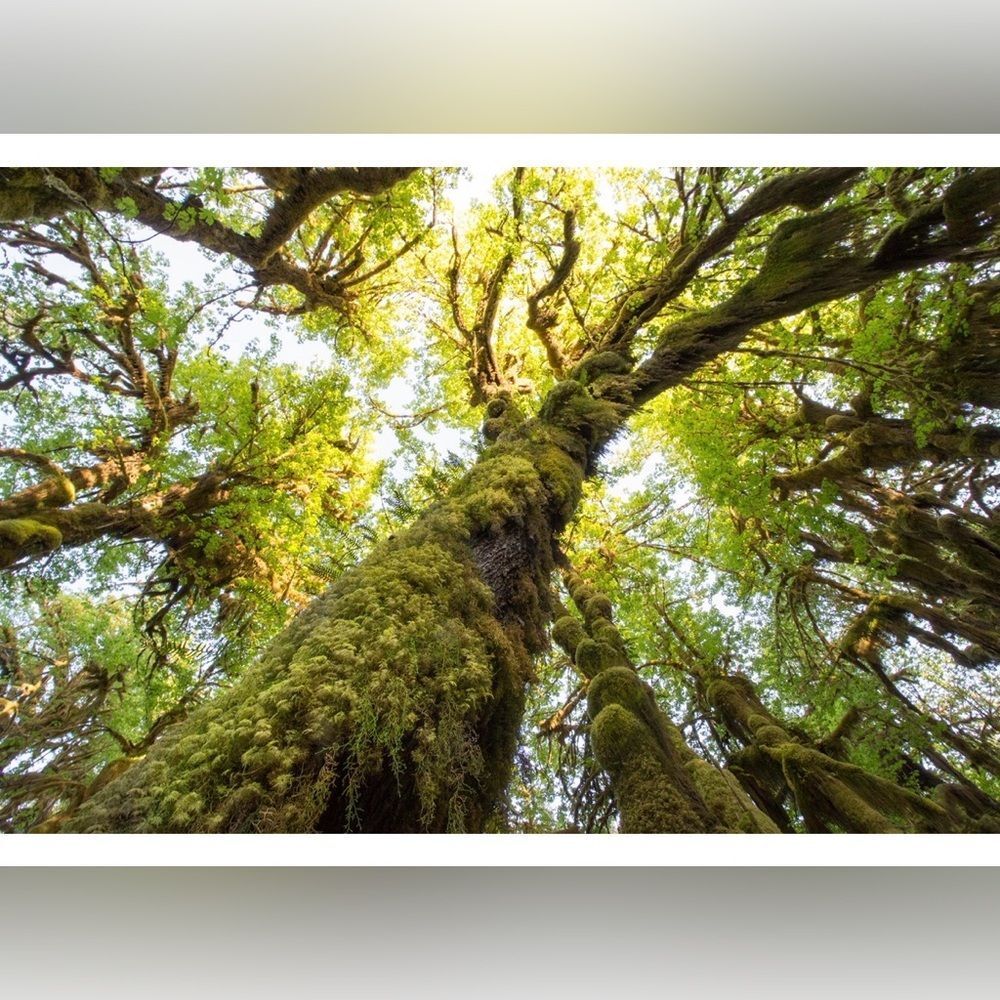 Hoh Rainforest, Photography Print, Framed 19.5x25.5”